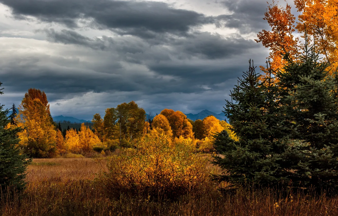 Photo wallpaper field, autumn, forest, the sky, clouds, trees, mountains, clouds, ate, the bushes, gold, Christmas trees, …