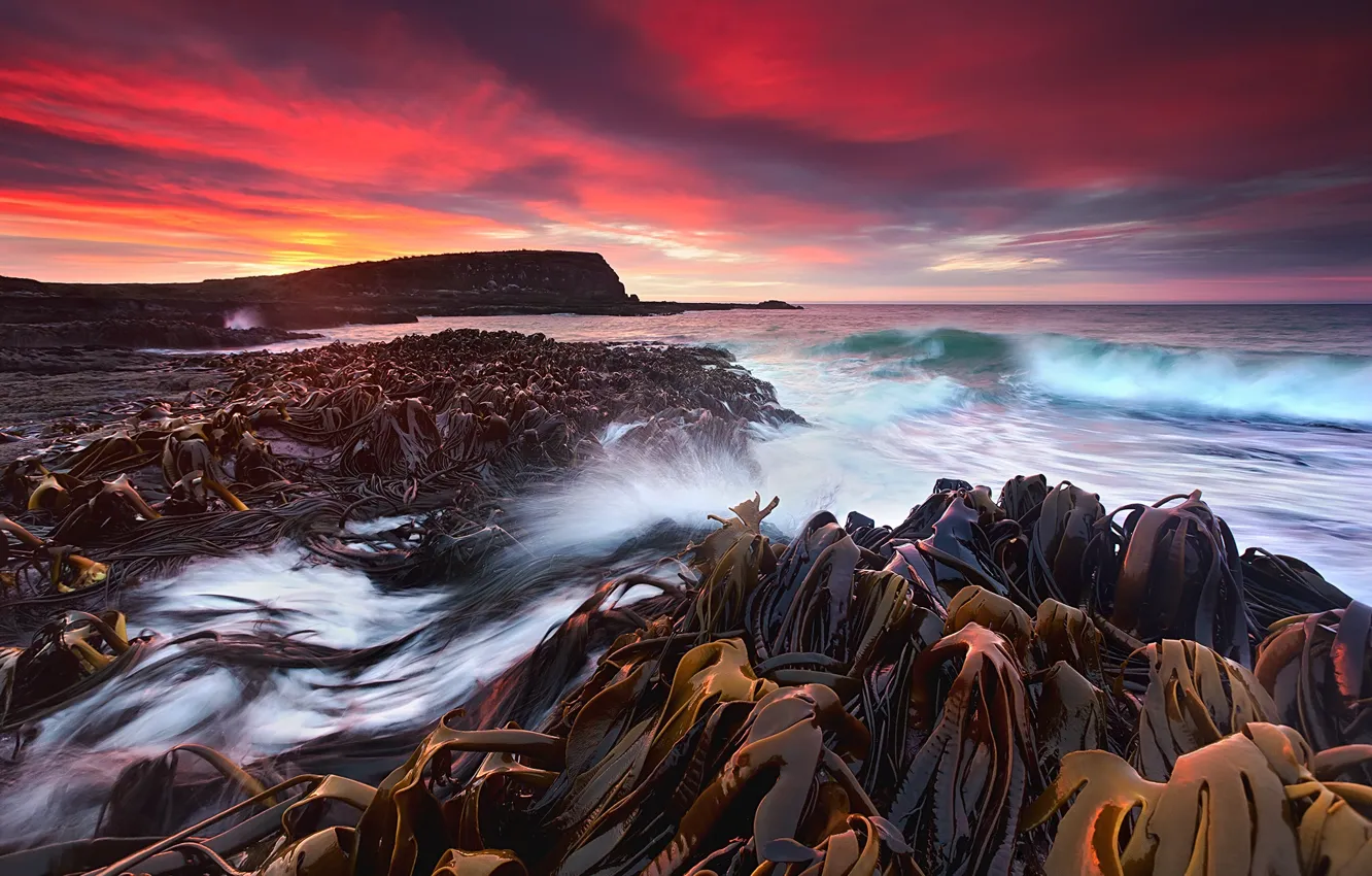 Photo wallpaper sea, wave, the sky, algae, sunset, nature, the ocean