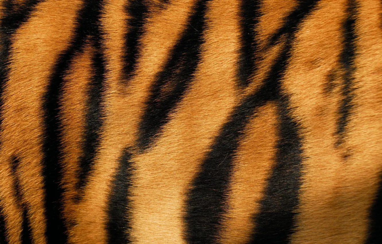 Tiger Fur Texture