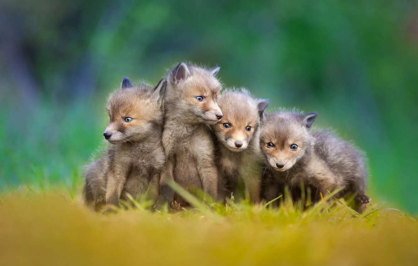 Photo wallpaper Fox, kids, cubs, little foxes