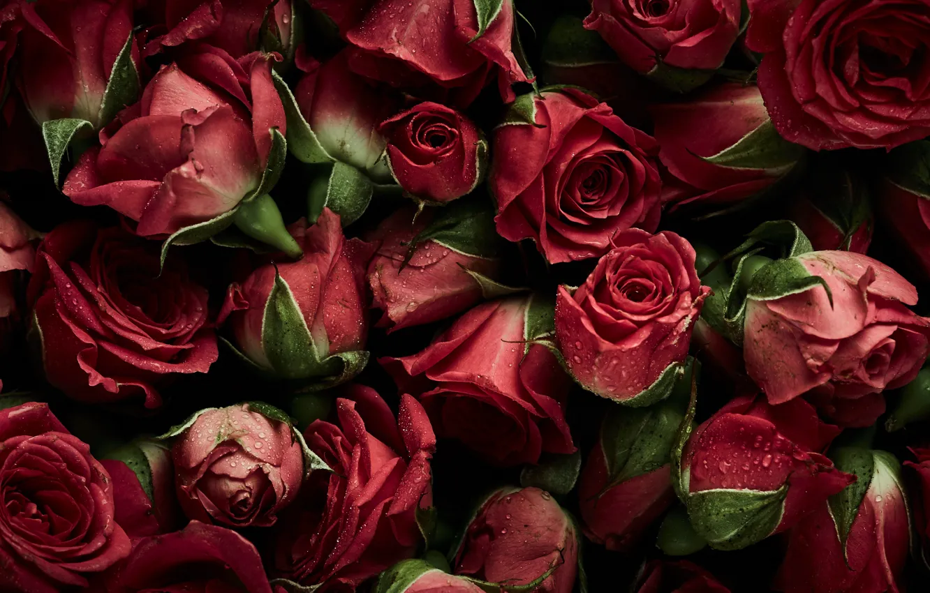 Wallpaper flowers, background, roses, red, red, buds, fresh, flowers ...