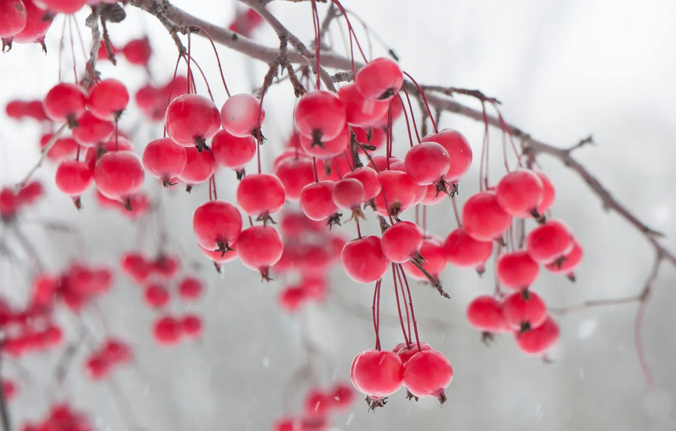 Wallpaper winter, berries, branch