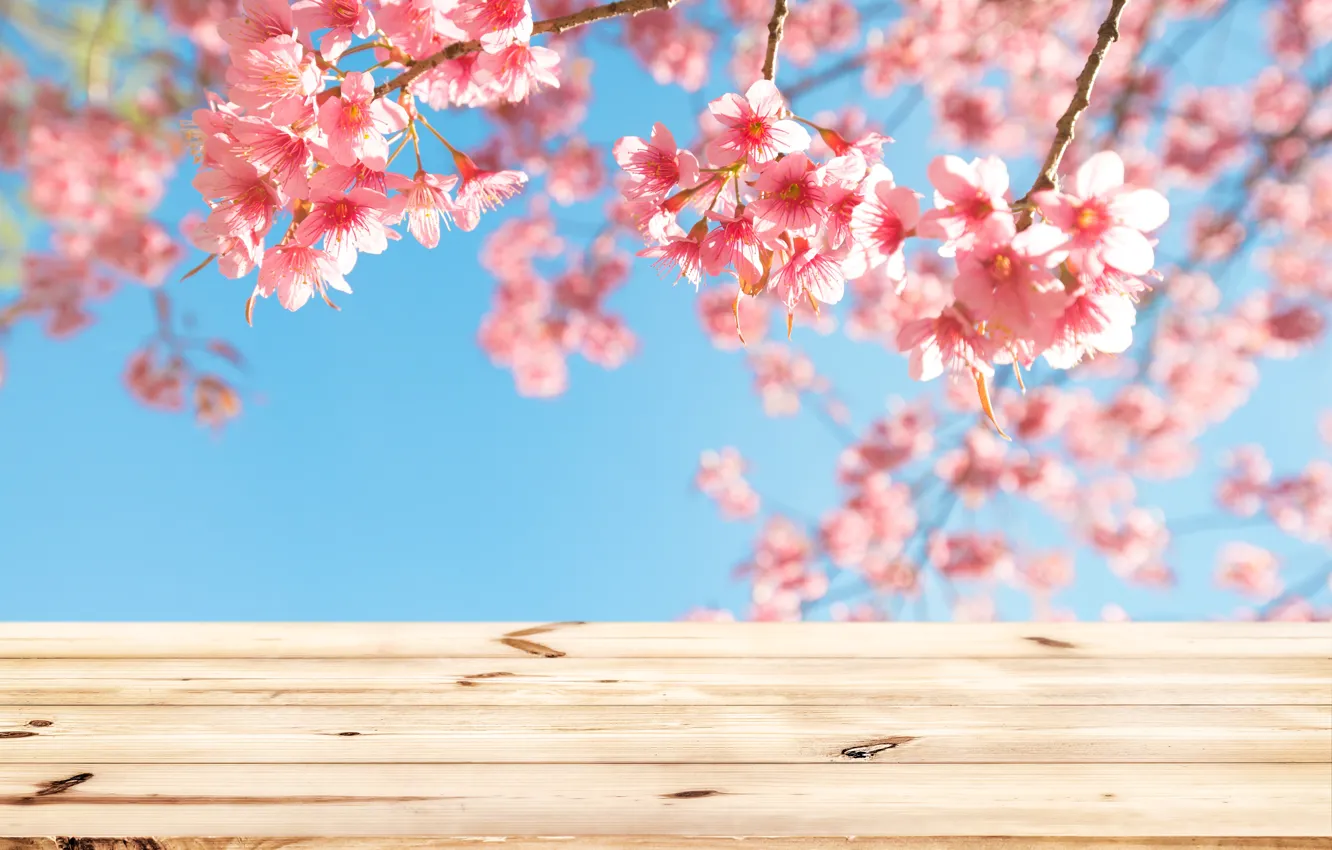 Photo wallpaper the sky, branches, spring, Sakura, flowering, wood, pink, blossom, sakura, cherry, spring, bloom
