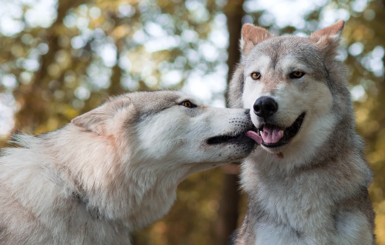 Photo wallpaper predators, pair, wolves