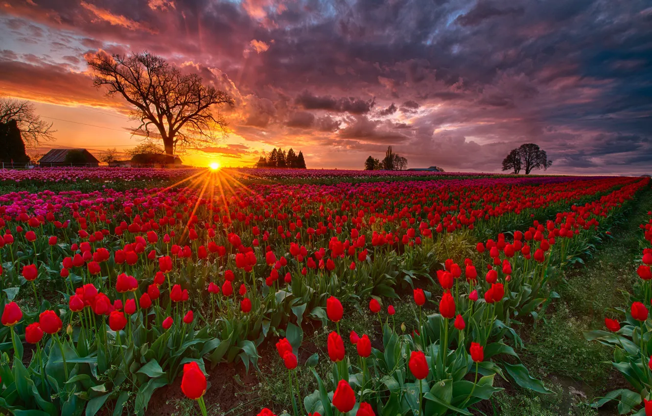 Wallpaper field, the sun, rays, sunset, spring, the evening, Oregon ...
