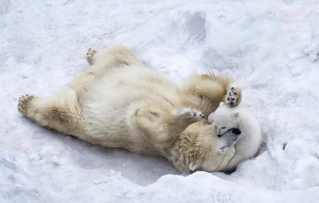 Wallpaper ice, puppy, animals, nature, winter, snow, playing, wildlife,  wild, paws, fur, son, mother, Polar bears images for desktop, section  животные - download