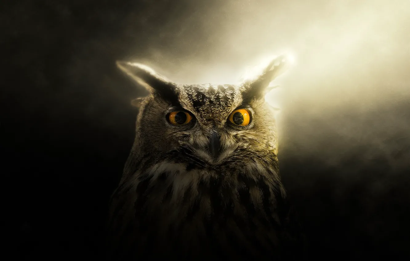 Wallpaper eyes, look, light, owl images for desktop, section животные -  download