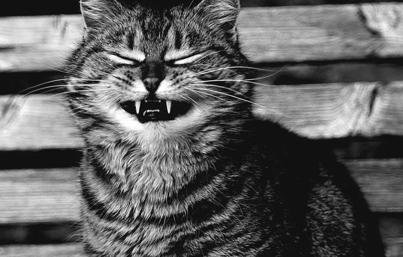 Photo wallpaper cat, cat, smile, portrait, black and white, fangs, face, monochrome, cheese