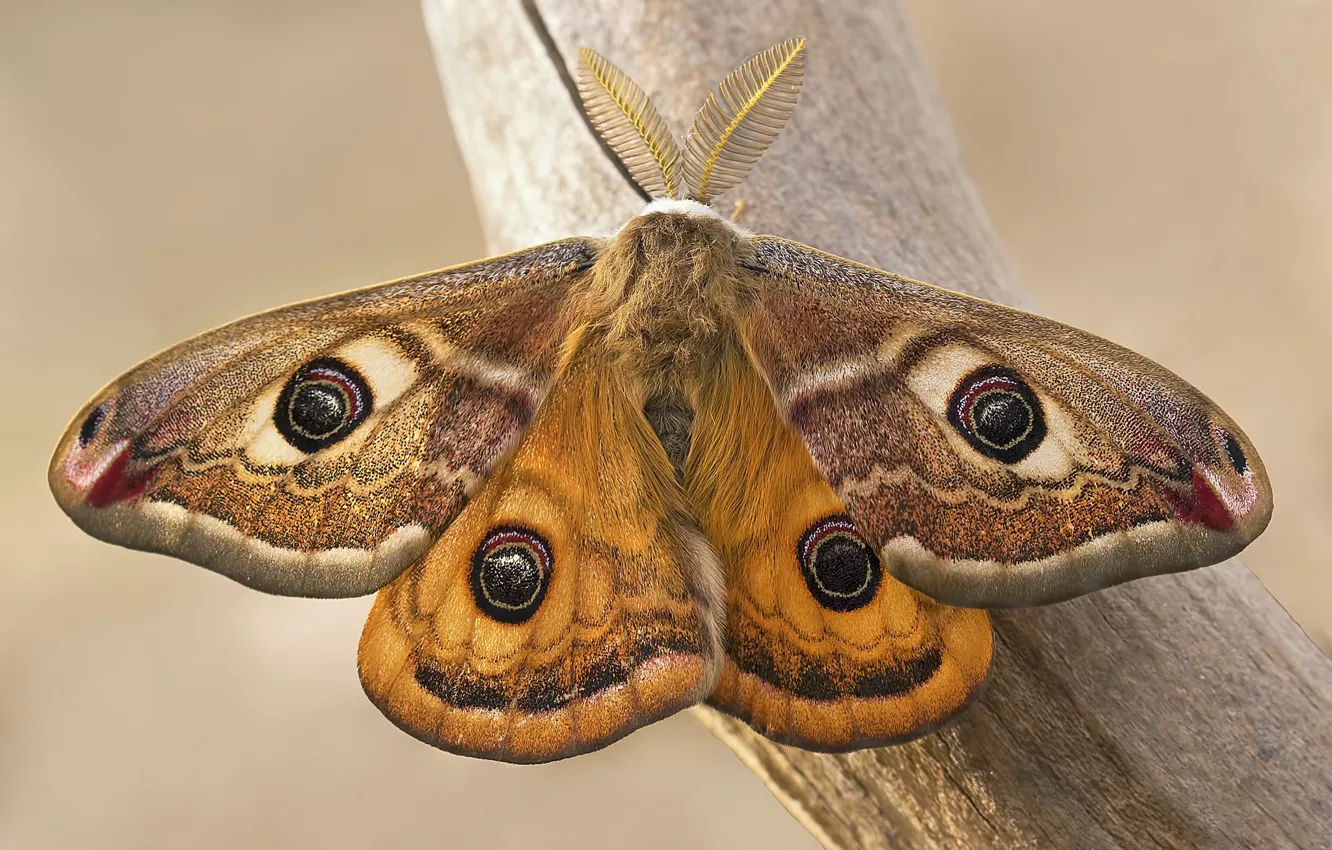 Wallpaper butterfly, Emperor moth, Saturnia images for desktop, section ...