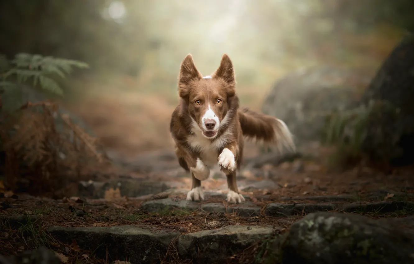Photo wallpaper dog, running, Dog Photography