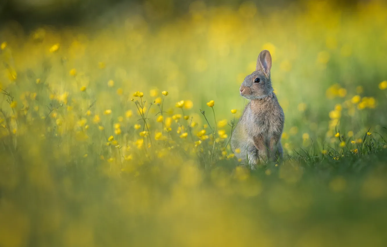 Photo wallpaper flowers, rabbit, meadow, bokeh, rabbit