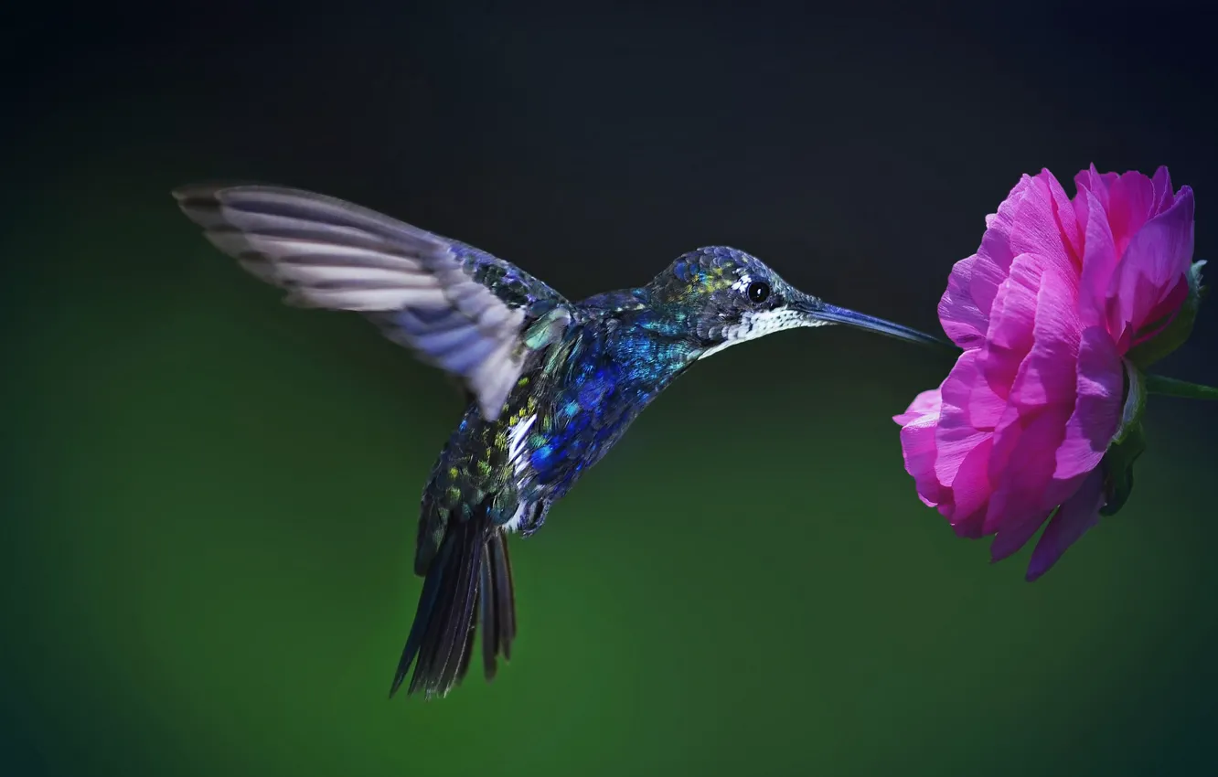 Photo wallpaper flower, background, beak, Hummingbird