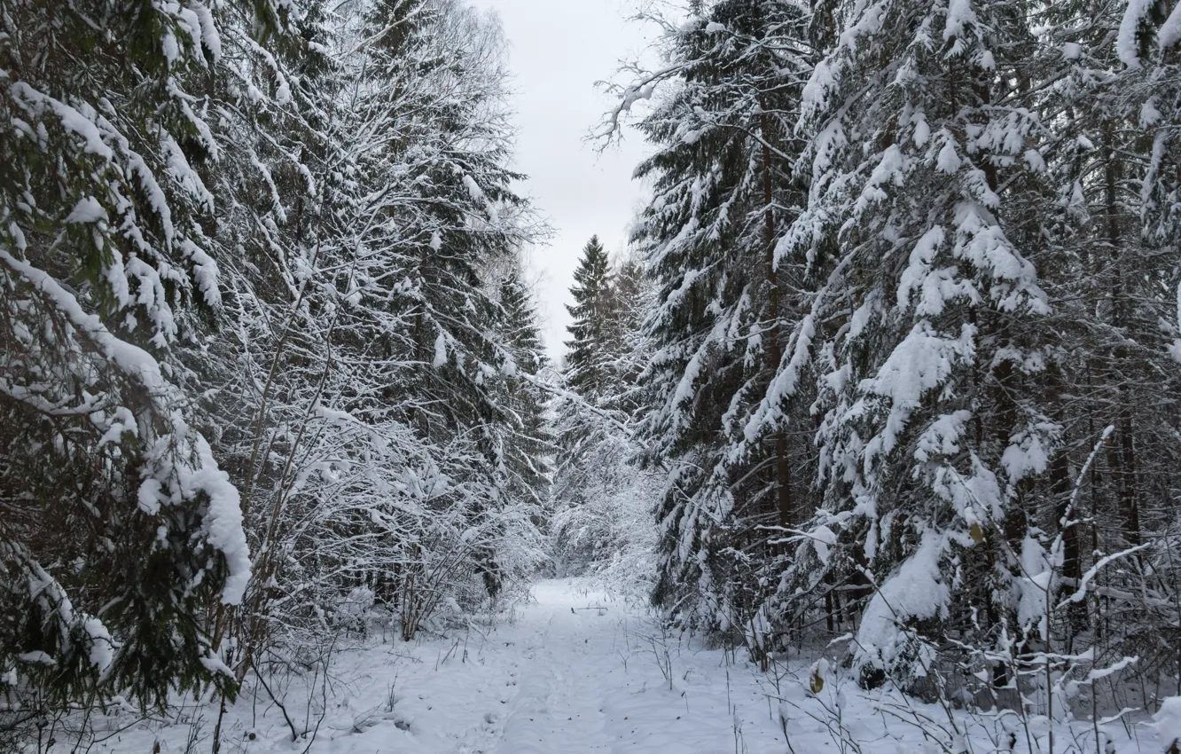 Photo wallpaper winter, forest, snow, tree, ate, road in the forest, snowy road, snow