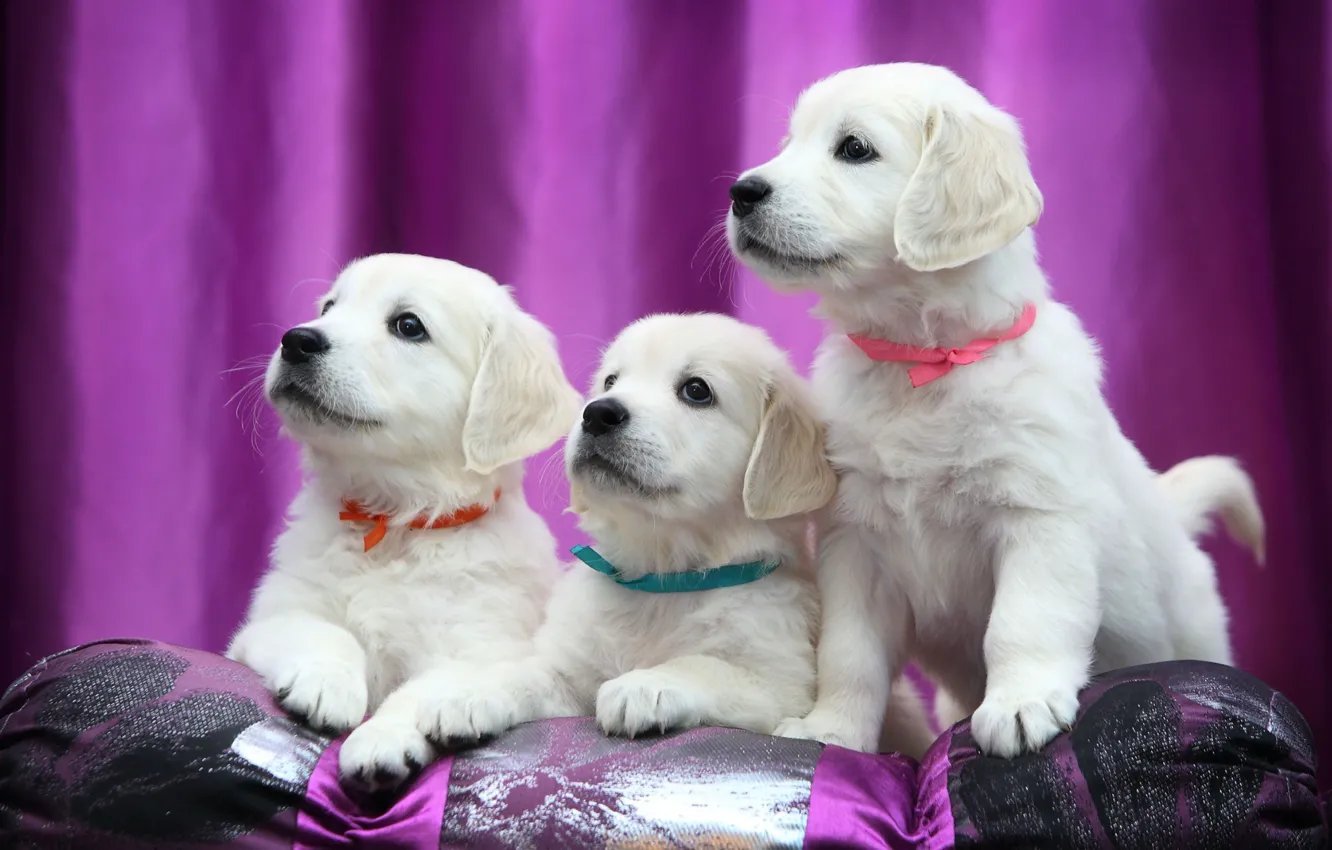 Wallpaper puppies, Labrador, ribbons, Retriever images for desktop, section  собаки - download