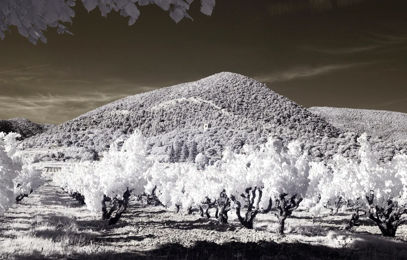 Photo wallpaper trees, mountains, France, garden, infrared the, Venterol