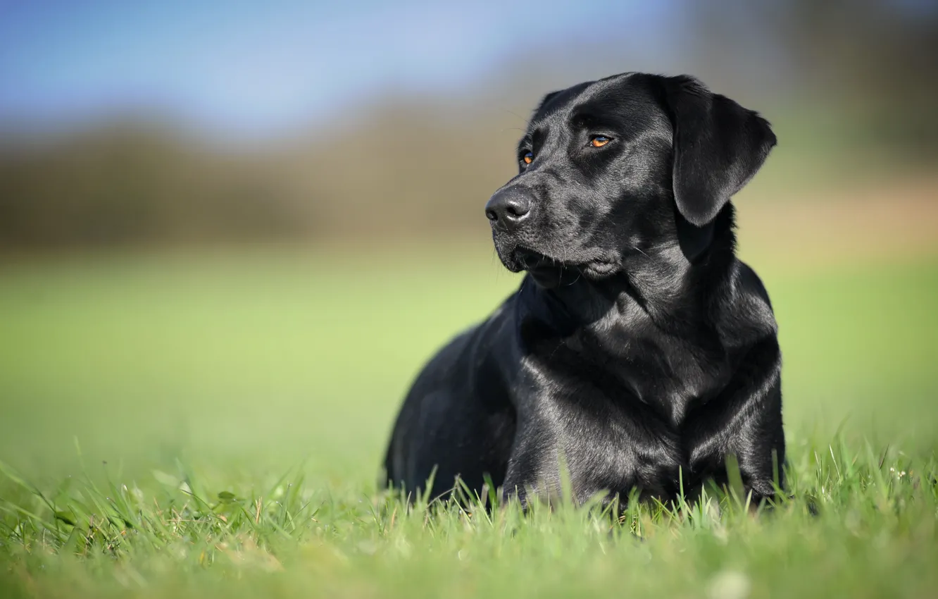 Wallpaper background, black, dog, Labrador Retriever images for desktop,  section собаки - download