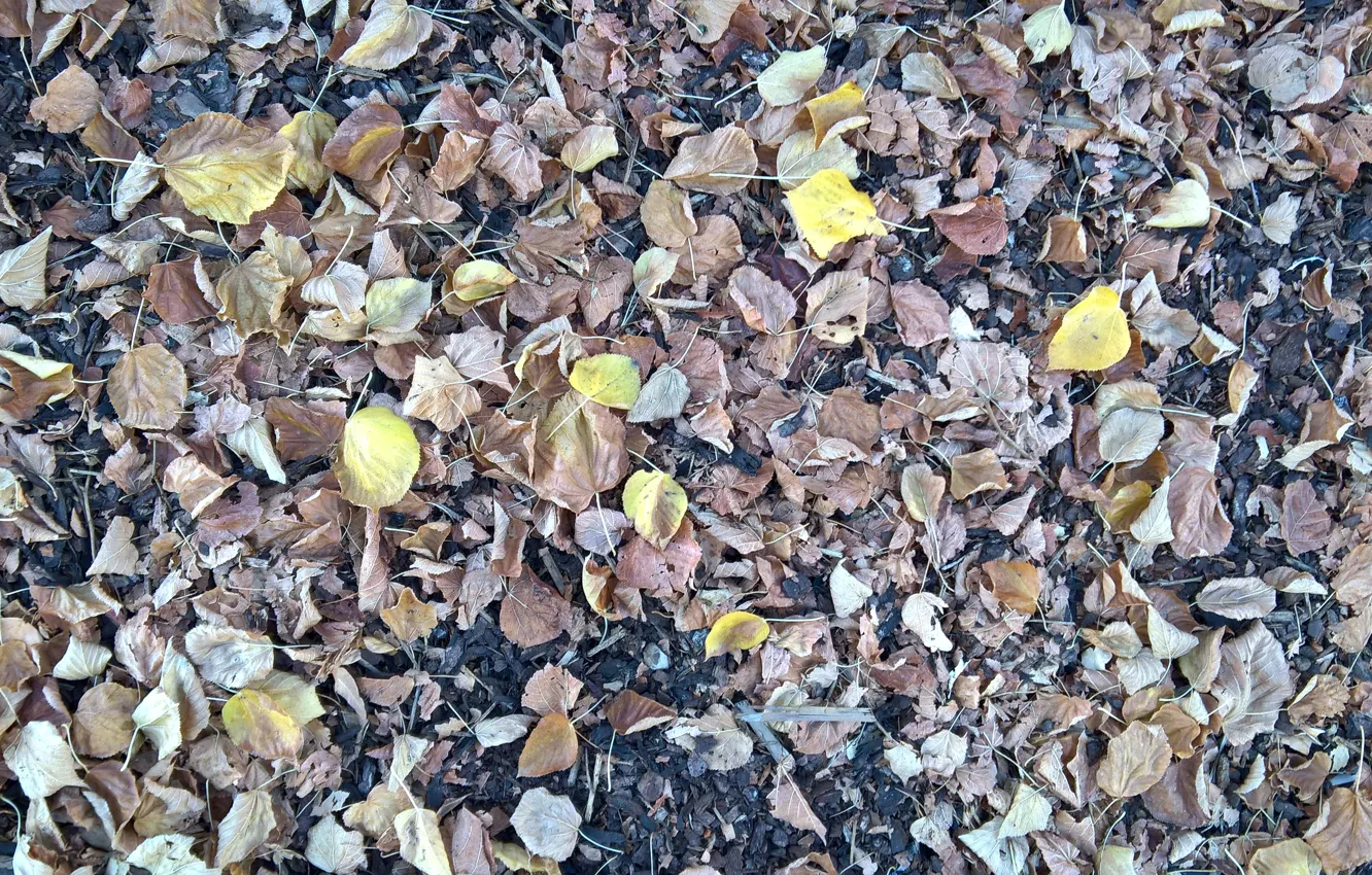 Photo wallpaper wallpaper, texture, autumn, leaves, ground