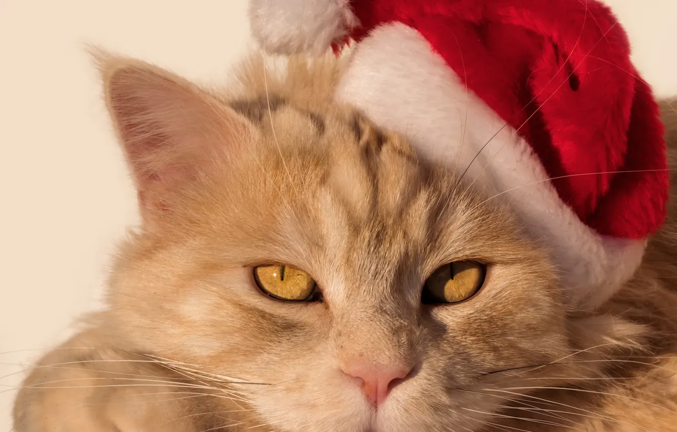 Photo wallpaper cat, look, muzzle, Santa, cap, red cat