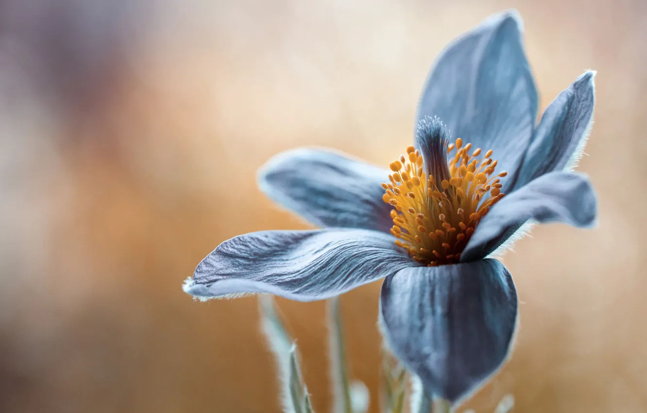 Photo wallpaper flower, blue, yellow, treatment