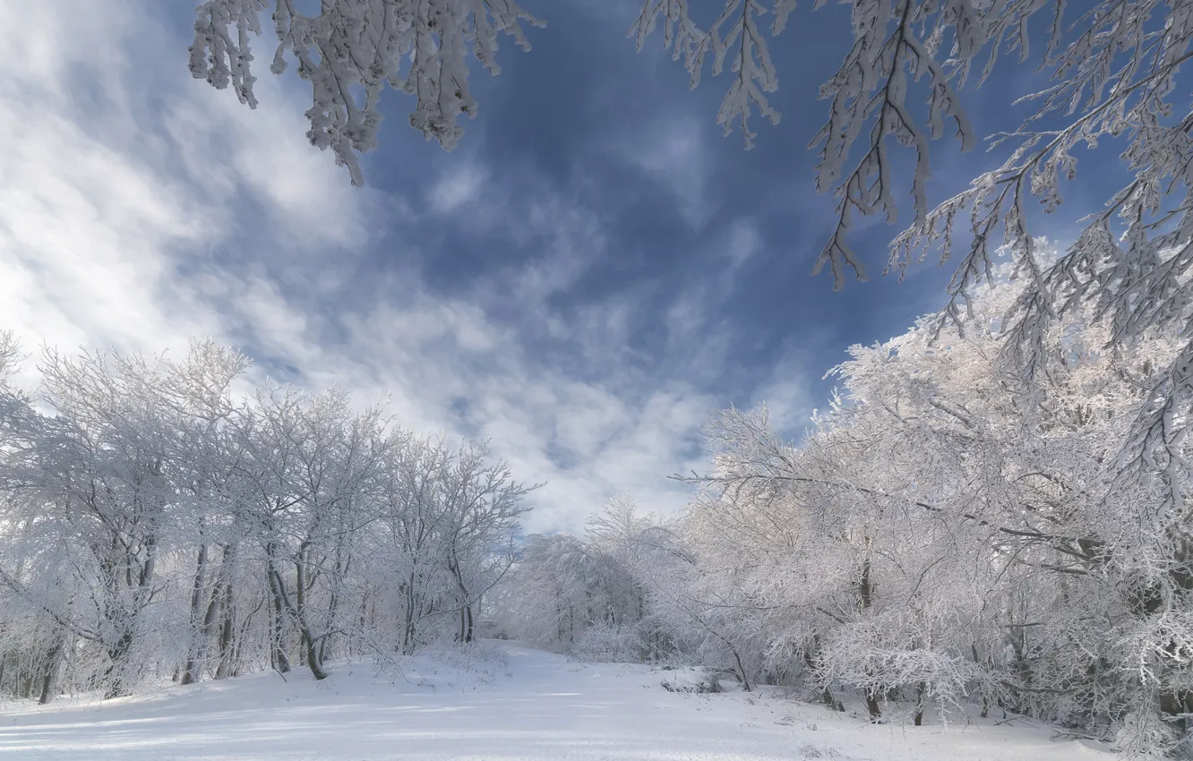 Photo wallpaper winter, the sky, snow, trees, branches