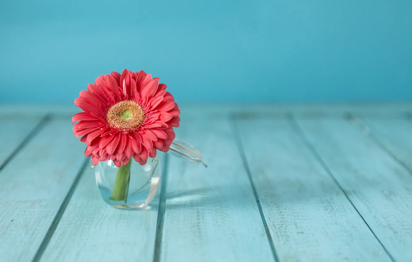 Wallpaper flower, vase, flower, gerbera images for desktop, section цветы -  download