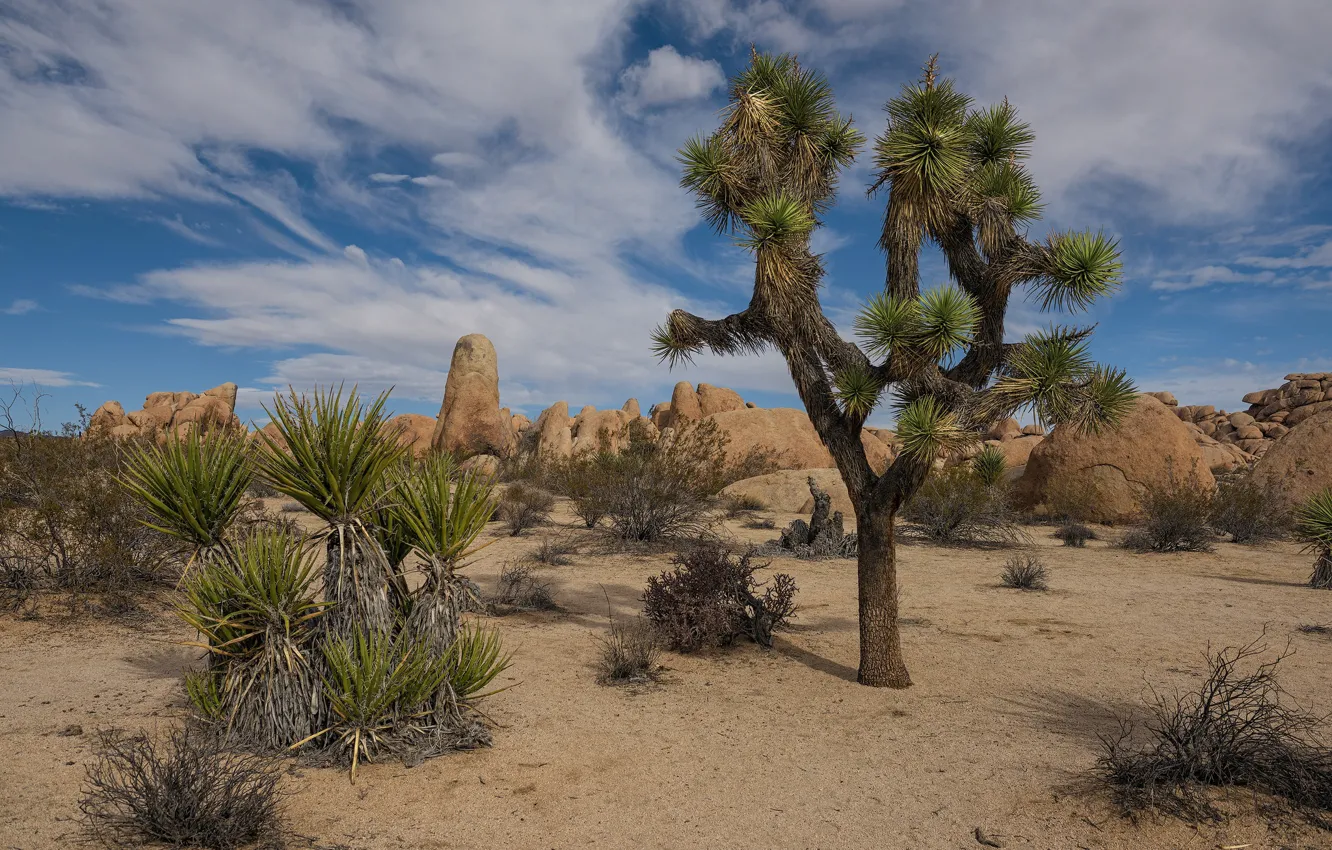 Photo wallpaper sand, desert, CA, USA, California, Joshua Tree National Park, Riverside, Joshua tree