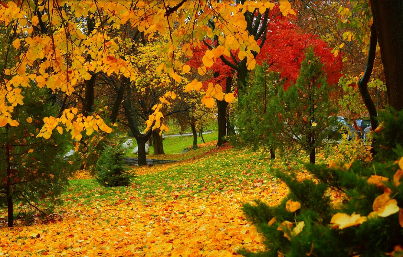 Wallpaper Autumn, Trees, Park, Fall, Foliage, Park, Autumn, Colors, Trees,  Falling leaves, Leaves images for desktop, section природа - download