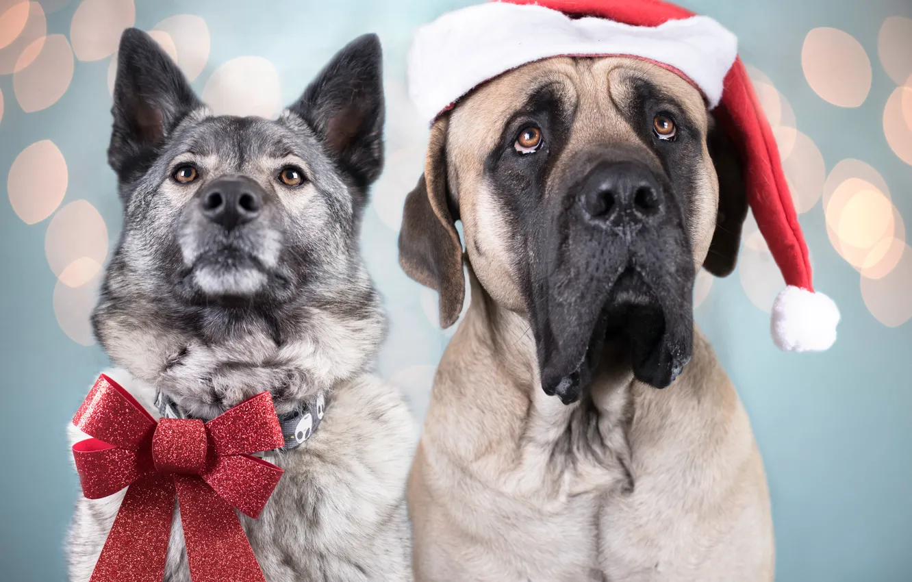 Photo wallpaper dogs, portrait, pair, bow, cap, English Mastiff, Norwegian grey Elkhound