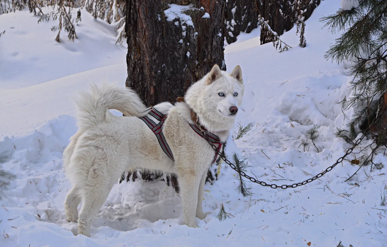 white, forest, husky, dog, snow, husky