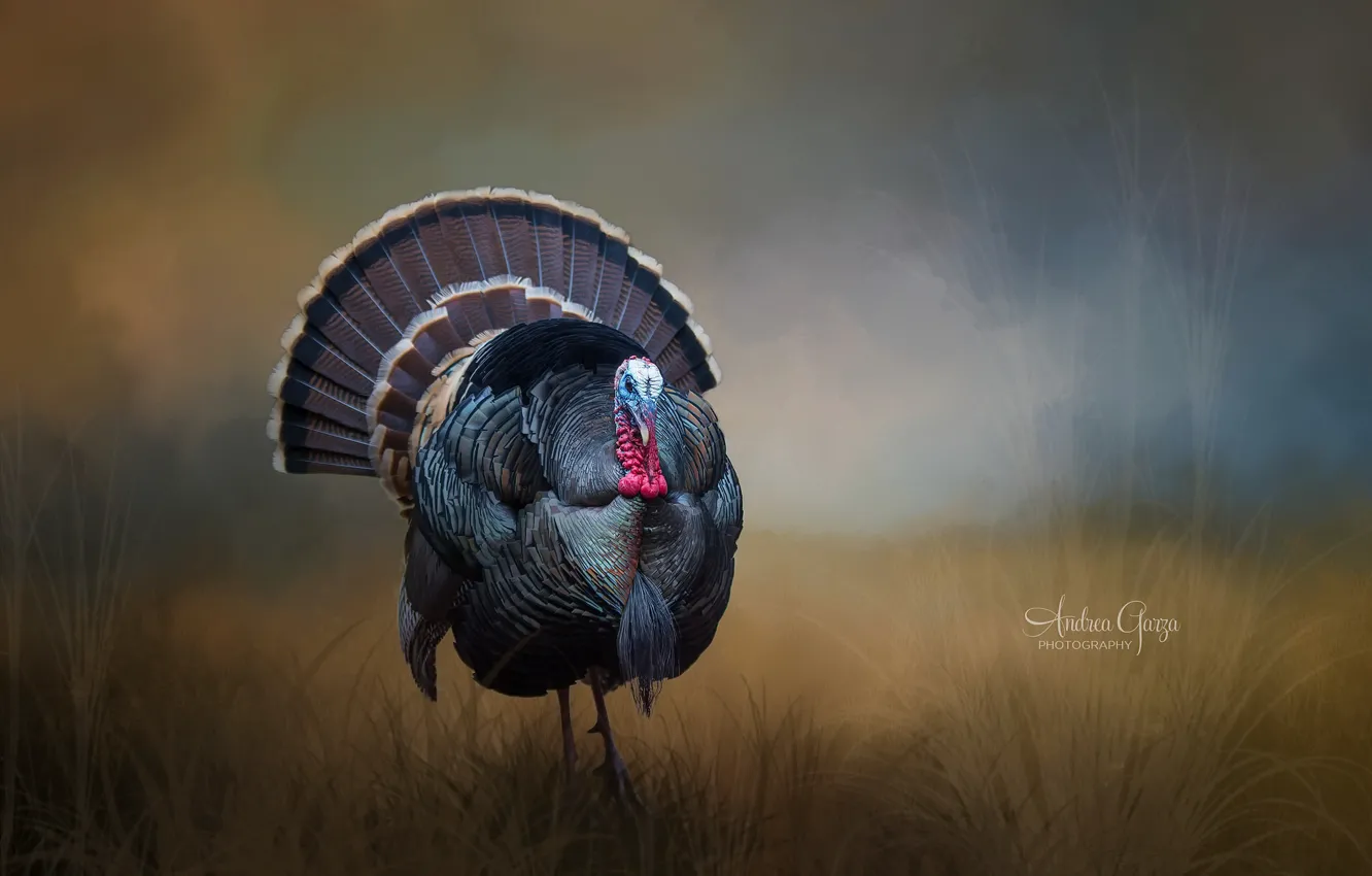Wallpaper background, bird, Turkey images for desktop, section животные -  download