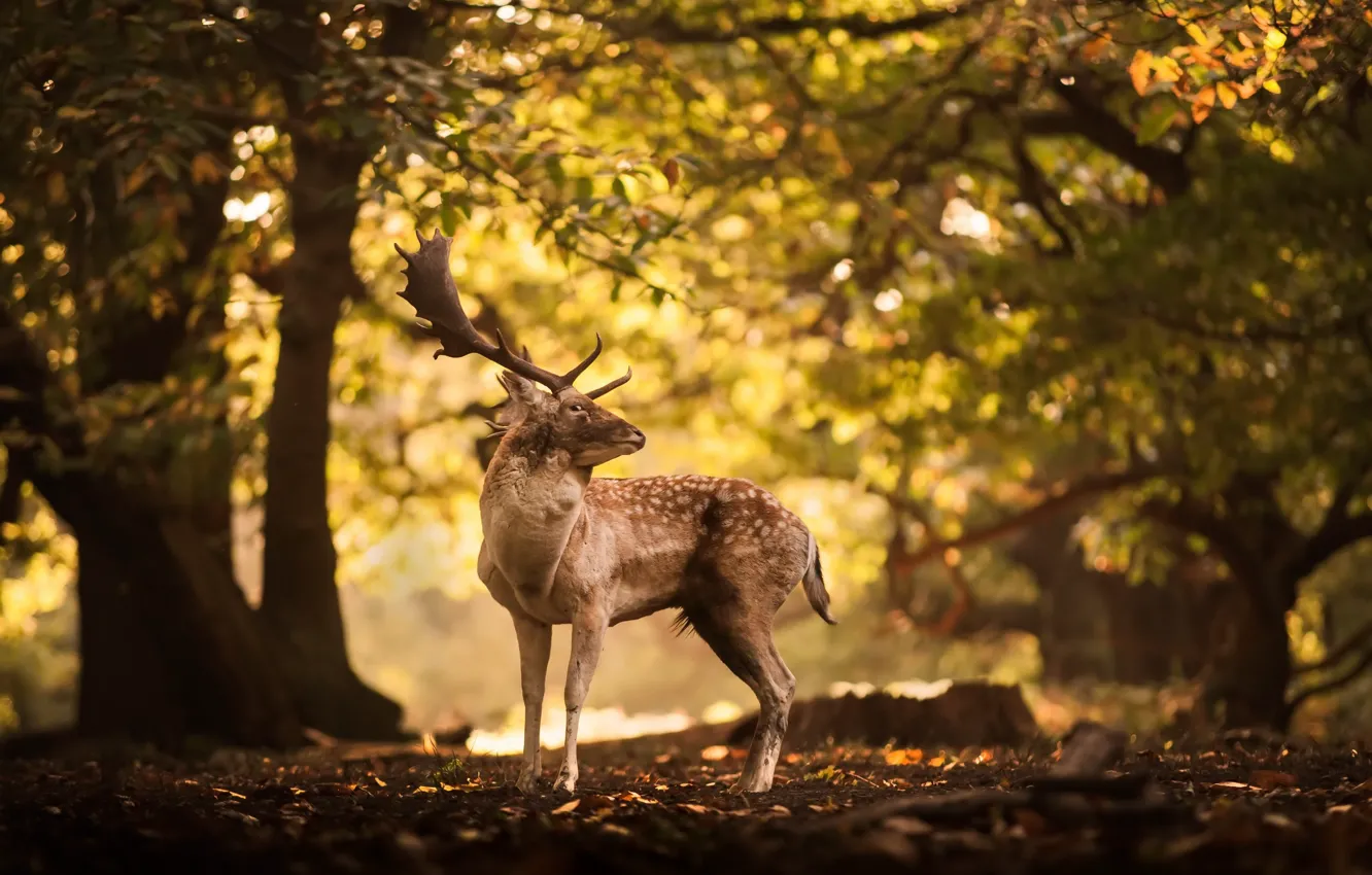 Photo wallpaper autumn, nature, deer