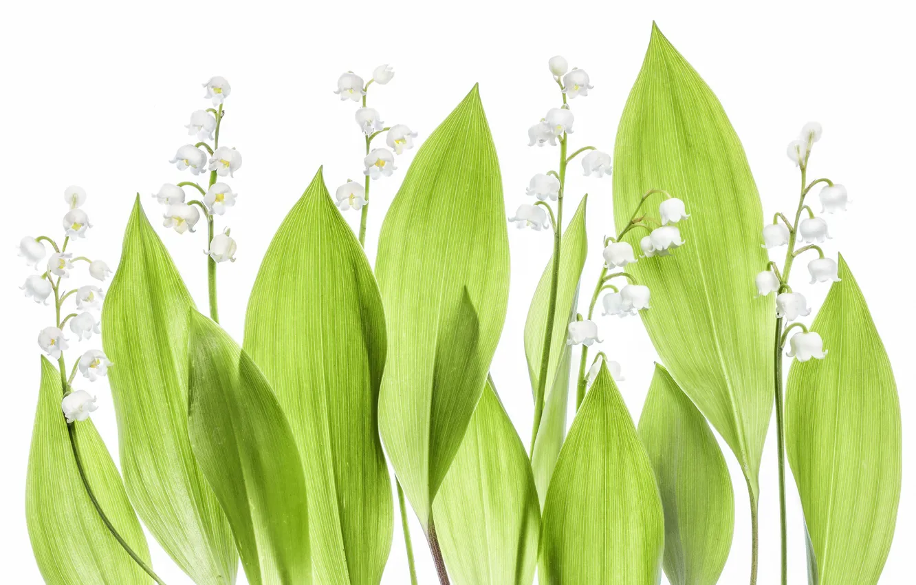 Photo wallpaper leaves, background, lilies of the valley