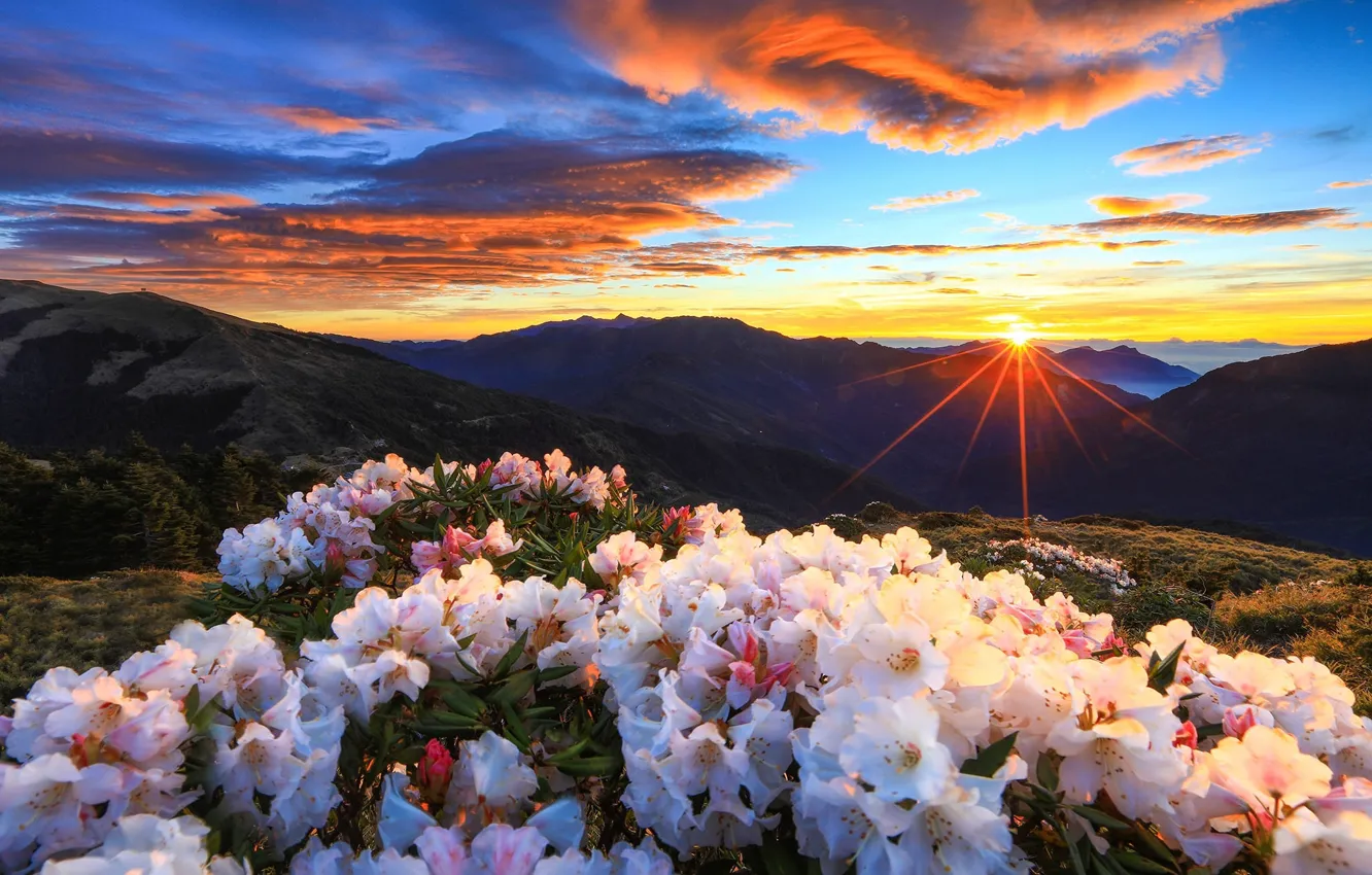 Wallpaper sunset, mountains, Taiwan, the bushes, Taiwan, Taroko National  Park, rhododendrons, Central Mountain Range, Hehuan Mountain, Hehuanshan,  Taroko national Park images for desktop, section пейзажи - download