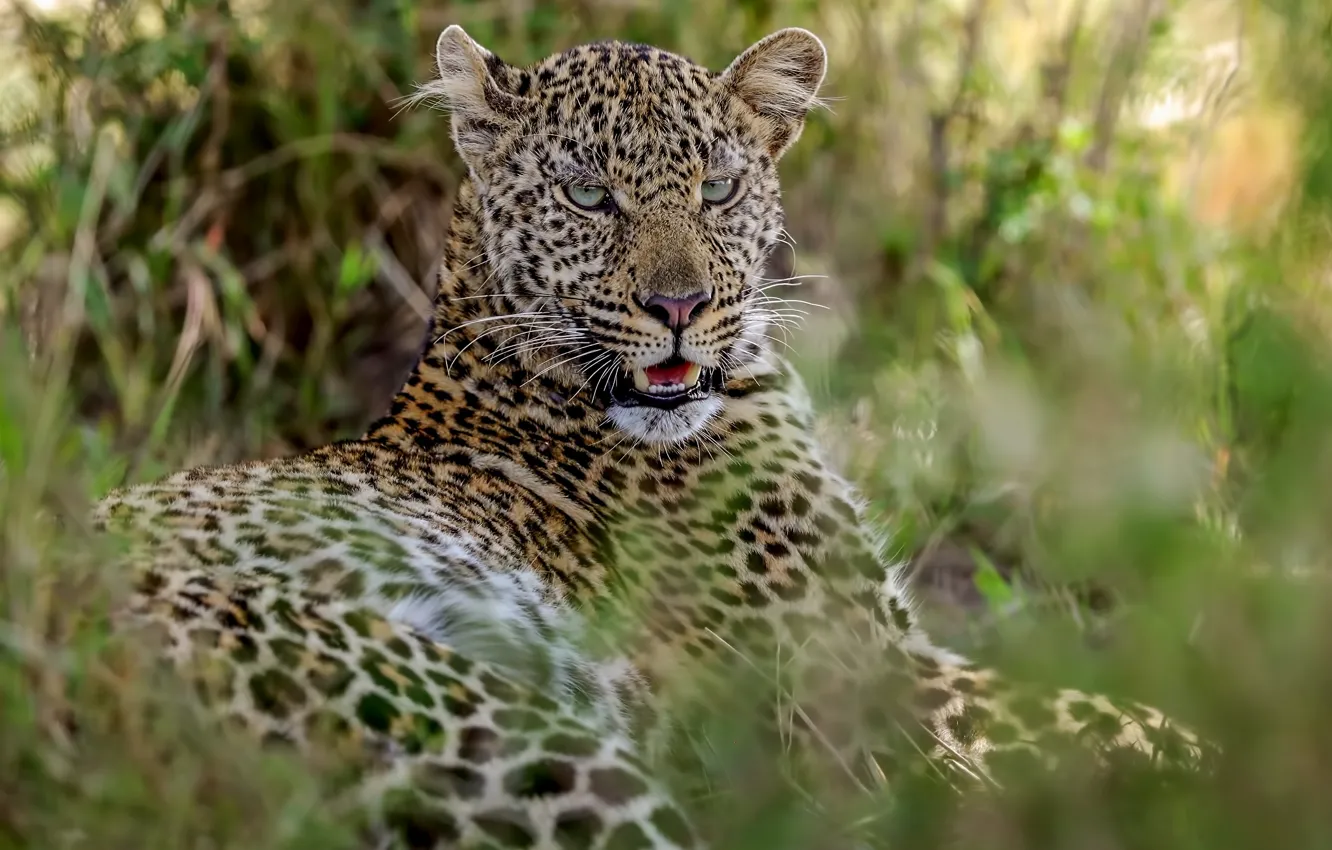 Photo wallpaper leopard, fangs, Africa