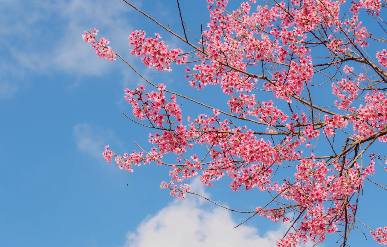 Photo wallpaper the sky, branches, spring, Sakura, flowering, pink, blossom, sakura, cherry, spring, bloom