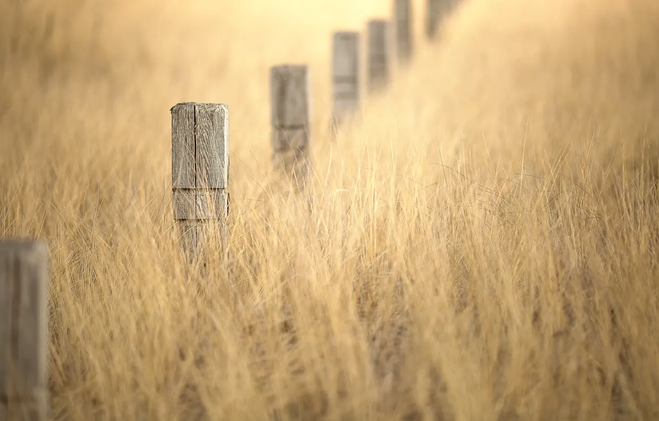 Photo wallpaper grass, posts, bokeh, winter gold