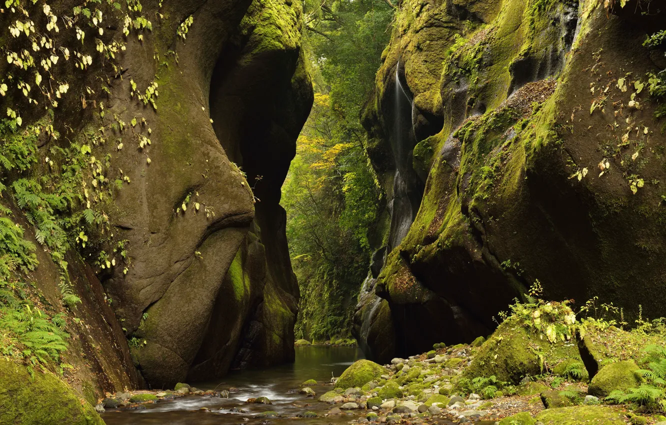 Photo wallpaper Greens, Water, Nature, Grass, Rocks, Forest, Stones, Branches, Stream, Gorge