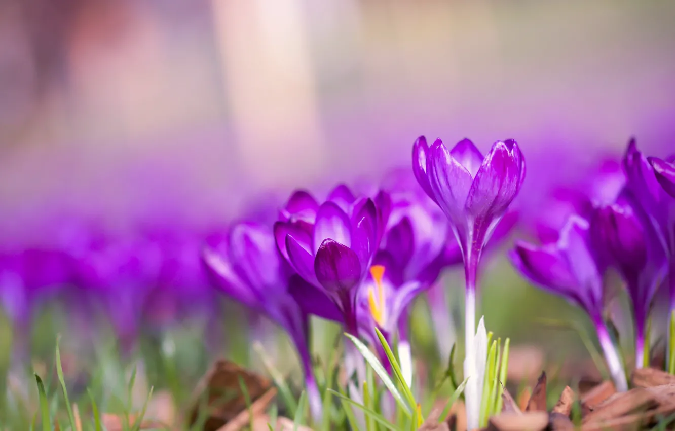 Wallpaper macro, spring, bokeh, Crocuses, Saffron images for desktop,  section цветы - download