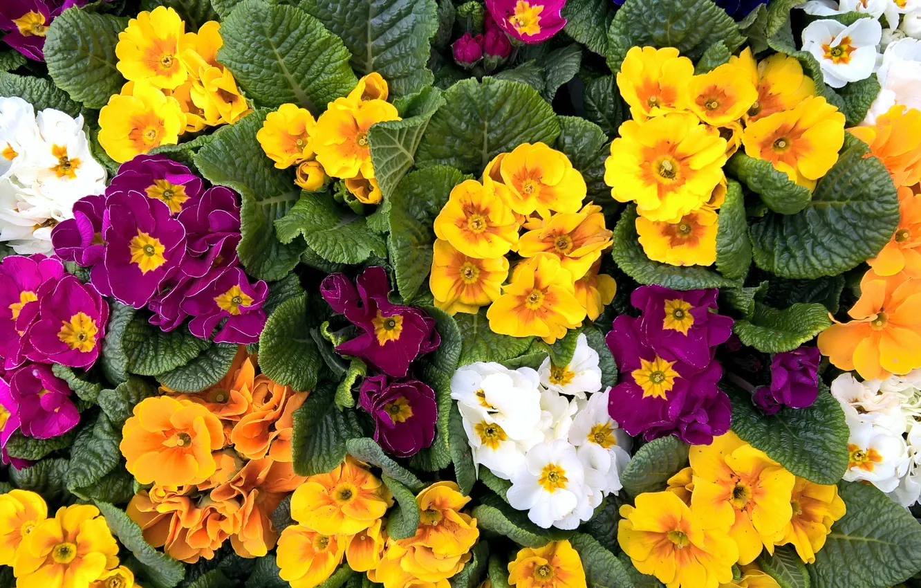 Photo wallpaper green, colorful, white, yellow, flowers, garden, spring, violet
