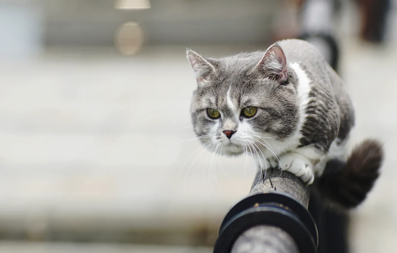 Photo wallpaper cat, look, muzzle, sheared