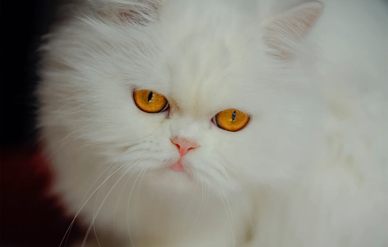 Wallpaper look, muzzle, white, fluffy, Persian cat images for desktop,  section кошки - download