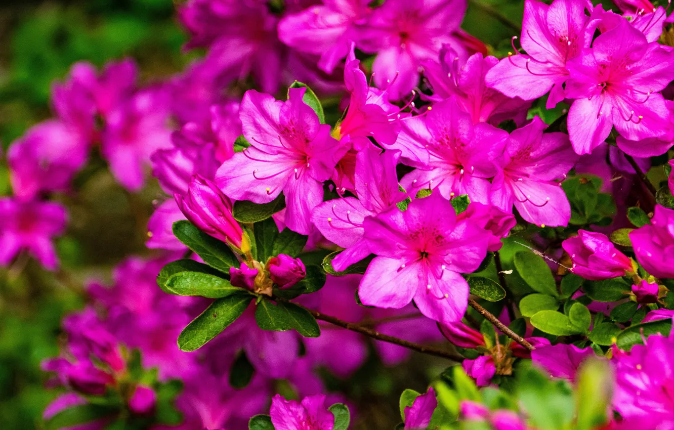 Wallpaper leaves, flowers, branches, nature, background, bright, garden,  pink, lilac, Azalea, rhododendrons images for desktop, section цветы -  download