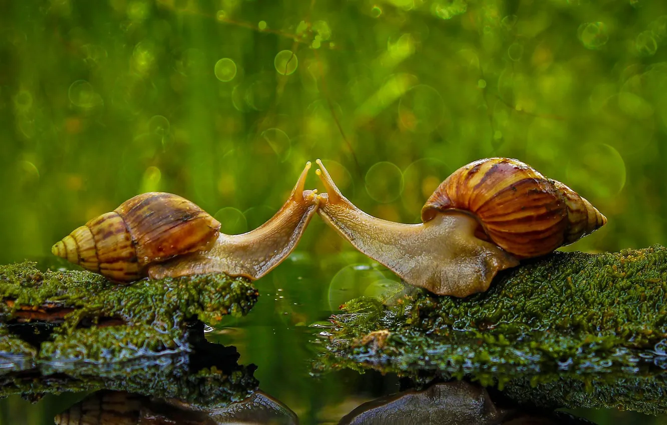 Wallpaper nature, snail, kiss, sink, Indonesia, Sambas Regency images for  desktop, section животные - download
