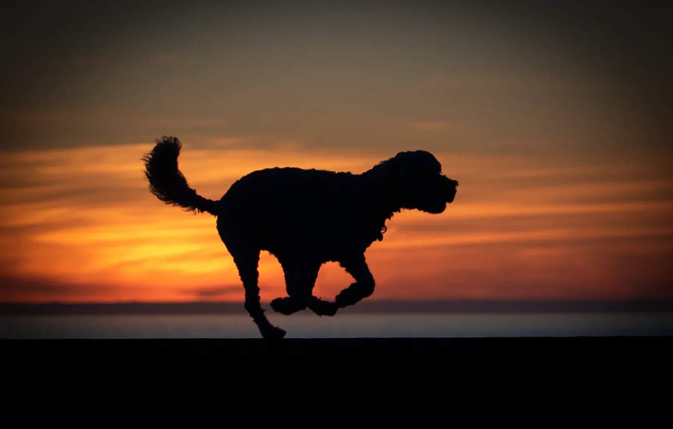 Wallpaper sunset, dog, silhouette images for desktop, section собаки -  download