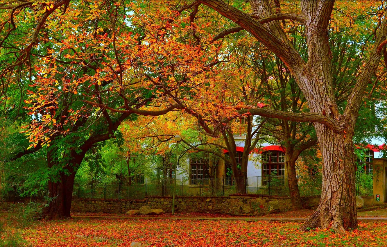 Wallpaper Autumn Trees Fall Foliage Autumn Colors Leaves