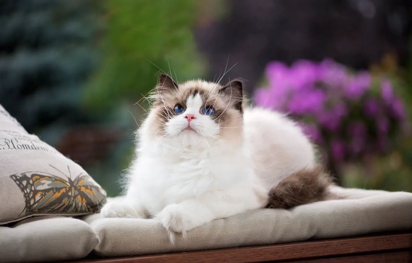 Photo wallpaper cat, look, pillow, blue eyes, face, fluffy cat, ragdoll