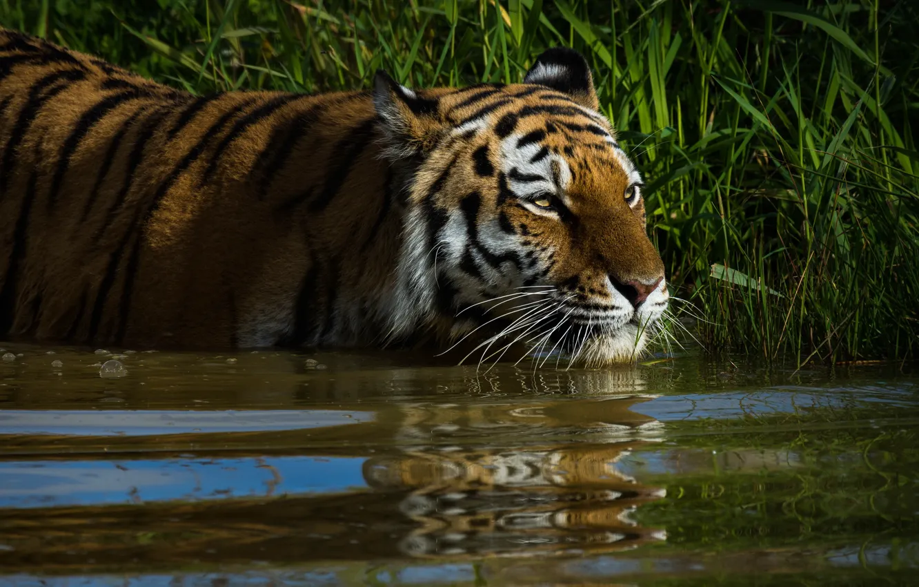 Photo wallpaper grass, look, face, water, cats, tiger, reflection, background, thickets, shore, bathing, wild cats, pond, wildlife