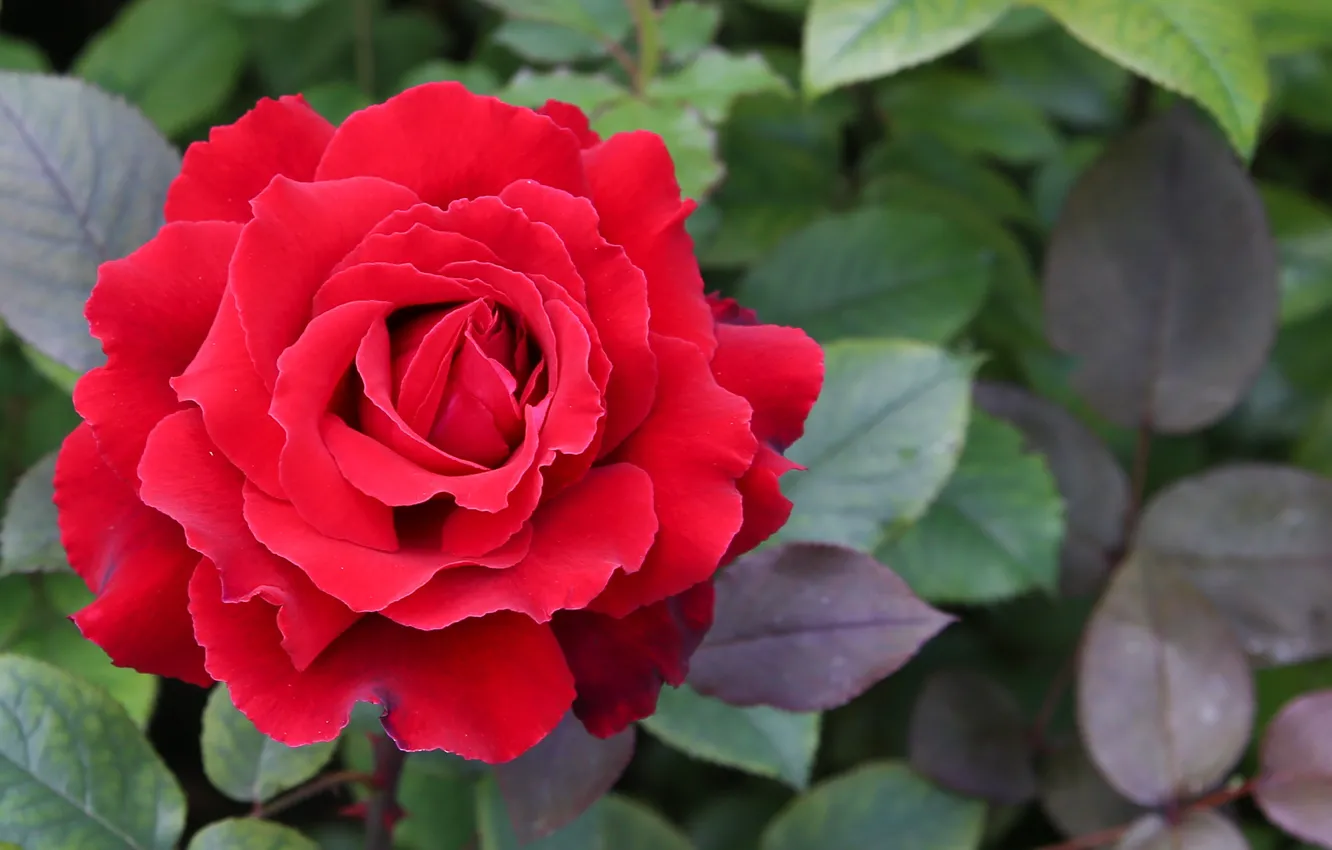 Photo wallpaper summer, nature, Bush, Rose, garden, beautiful, red, the view from the top, closeup