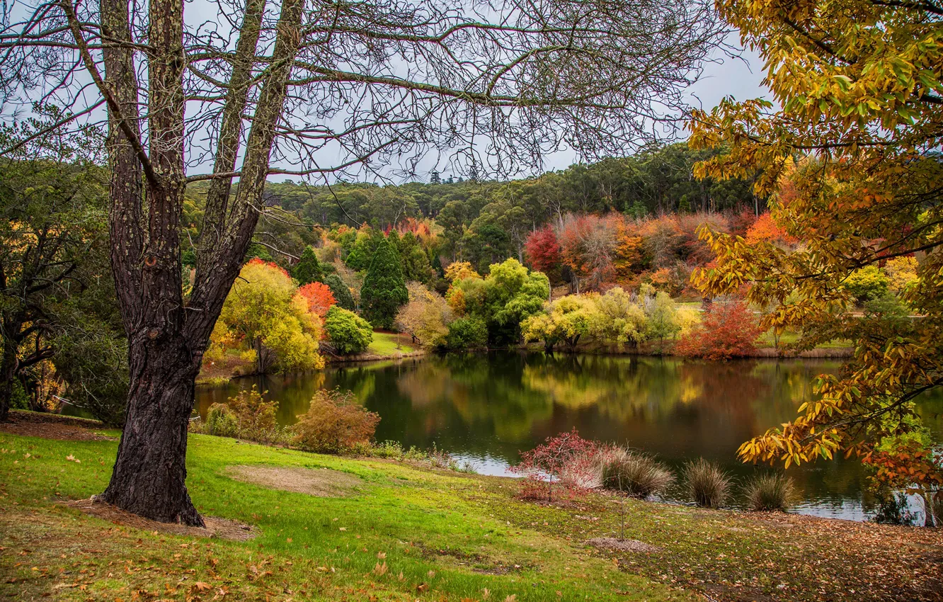 Wallpaper Autumn Leaves Trees Pond Park Australia Mount