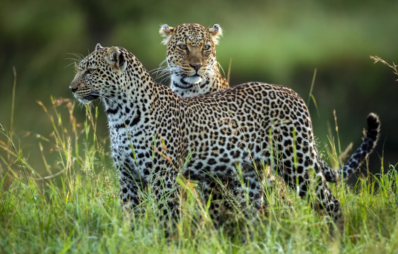 Photo wallpaper leopards, wildlife, Leopard Family